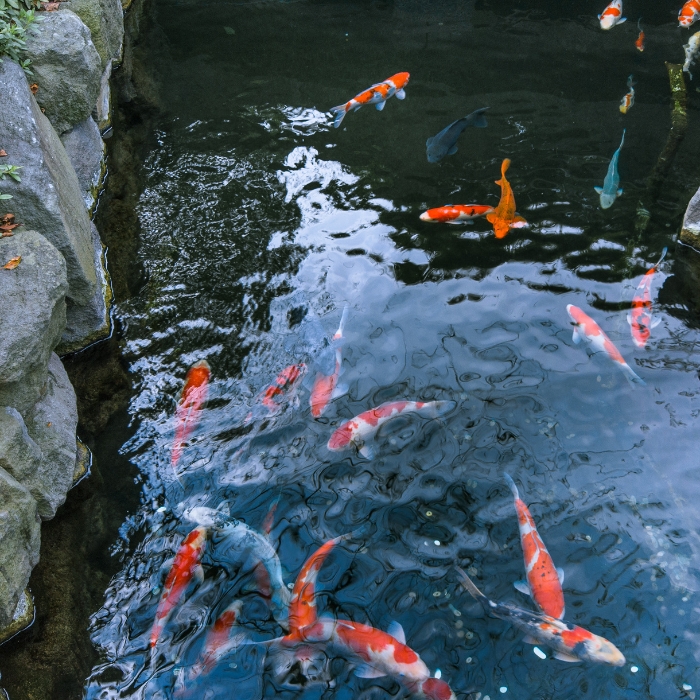 Fish ponds